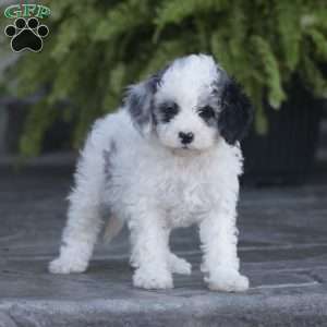 Kaci – F1b, Cavapoo Puppy